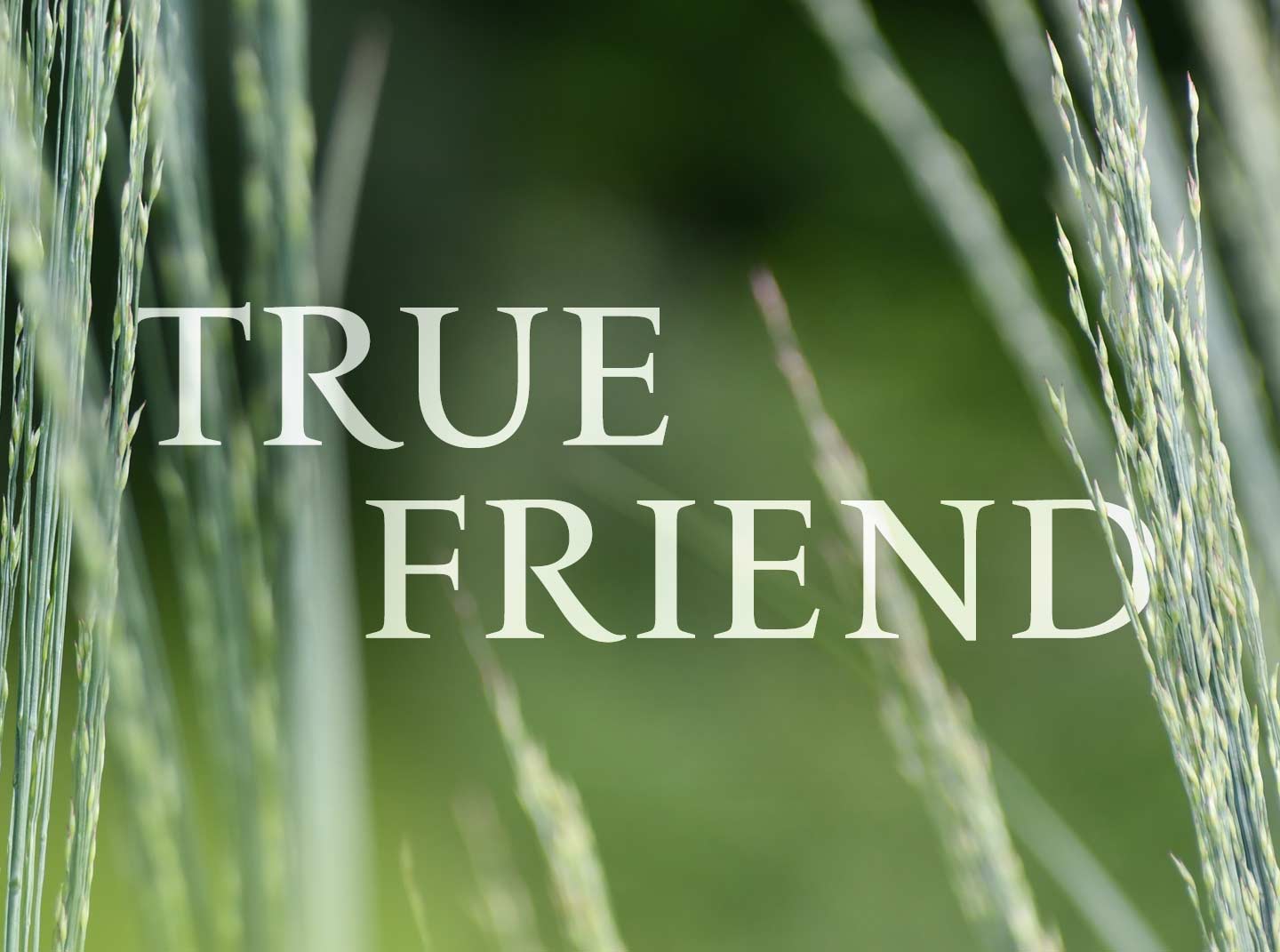 True Friend - Gentle Piano Music for Relaxation